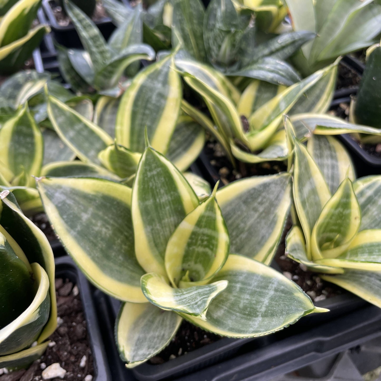 Bird's Nest Snake Plant - Live Plant - Assorted Varieties