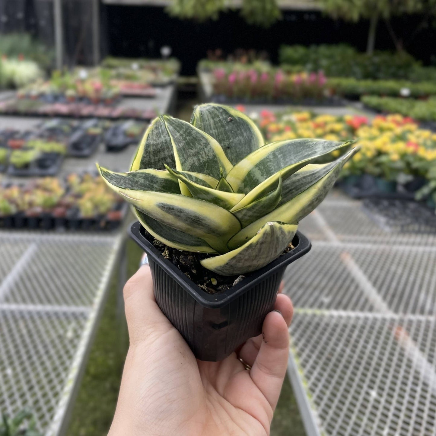 Bird's Nest Snake Plant - Live Plant - Assorted Varieties