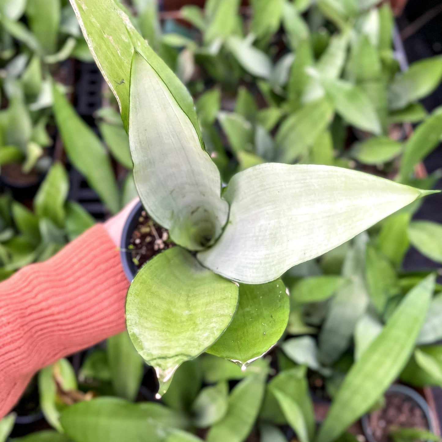 Moonshine Snake Plant - Live Plant
