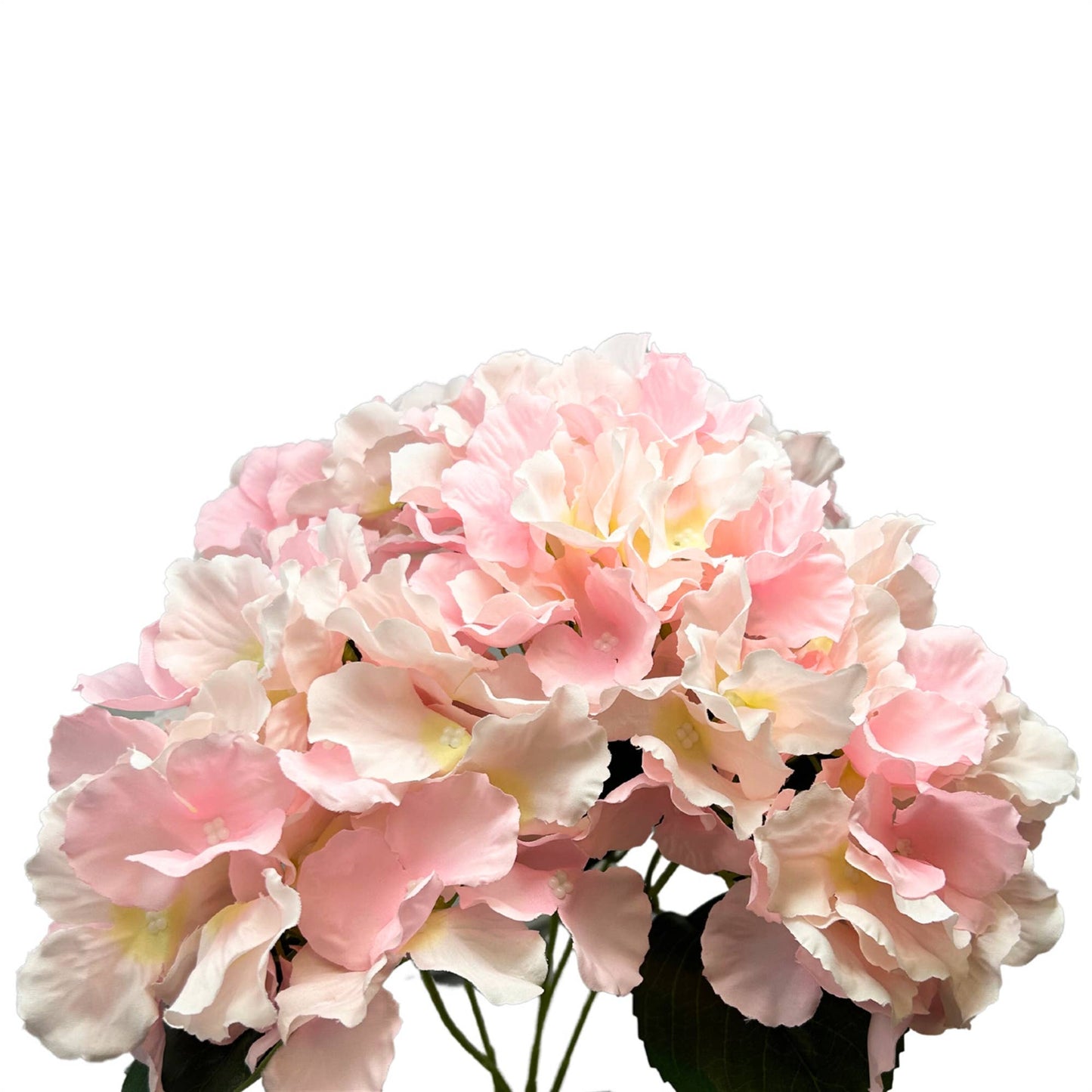 Cypress Garden Hydrangea Bush x 5 -19” - Lt. Pink