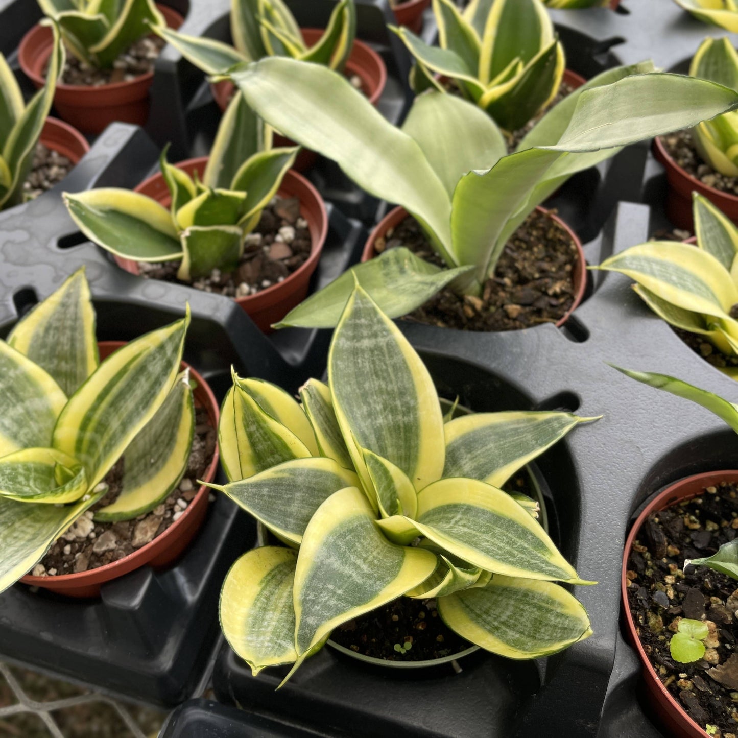 Bird's Nest Snake Plant - Live Plant - Assorted Varieties