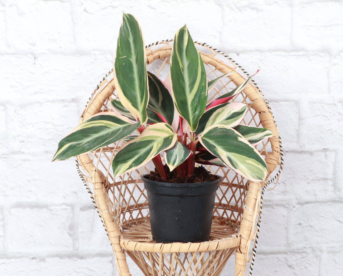 Stromanthe Triostar - 4" Live Plant