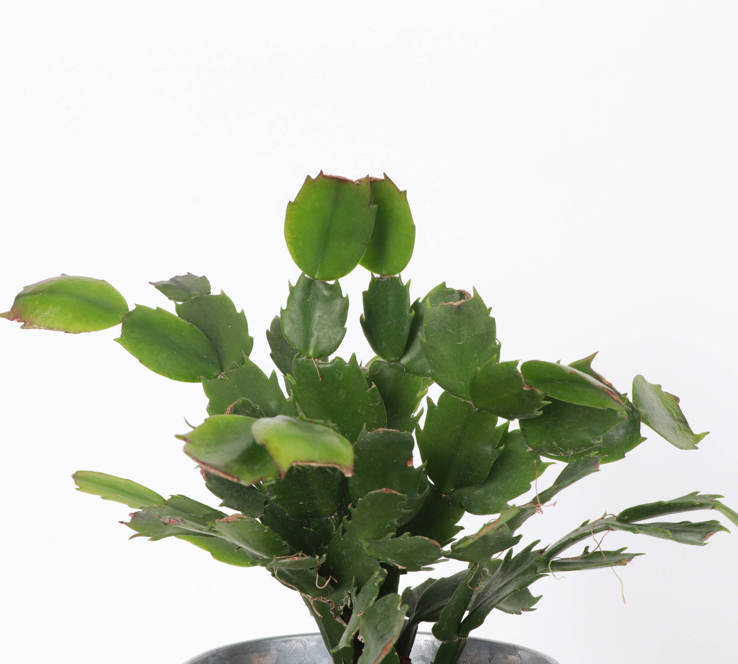 Holiday Cactus - 4" Live Plant