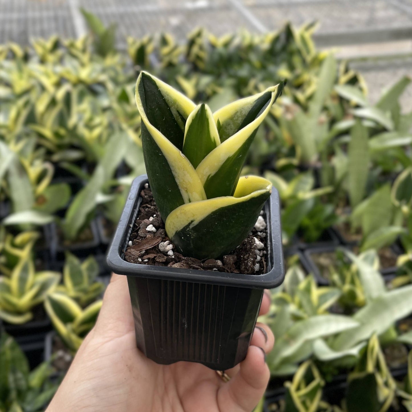 Bird's Nest Snake Plant - Live Plant - Assorted Varieties
