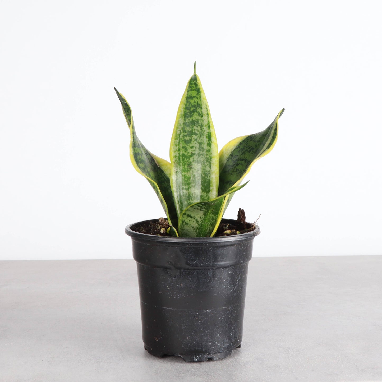 Snake 'Laurentii', Variegated Snake Plant - Live Plant