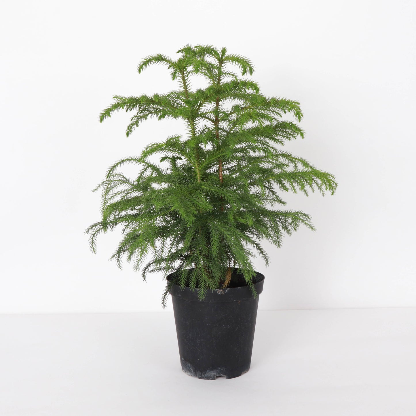 Norfolk Island Pine -  Live Plant