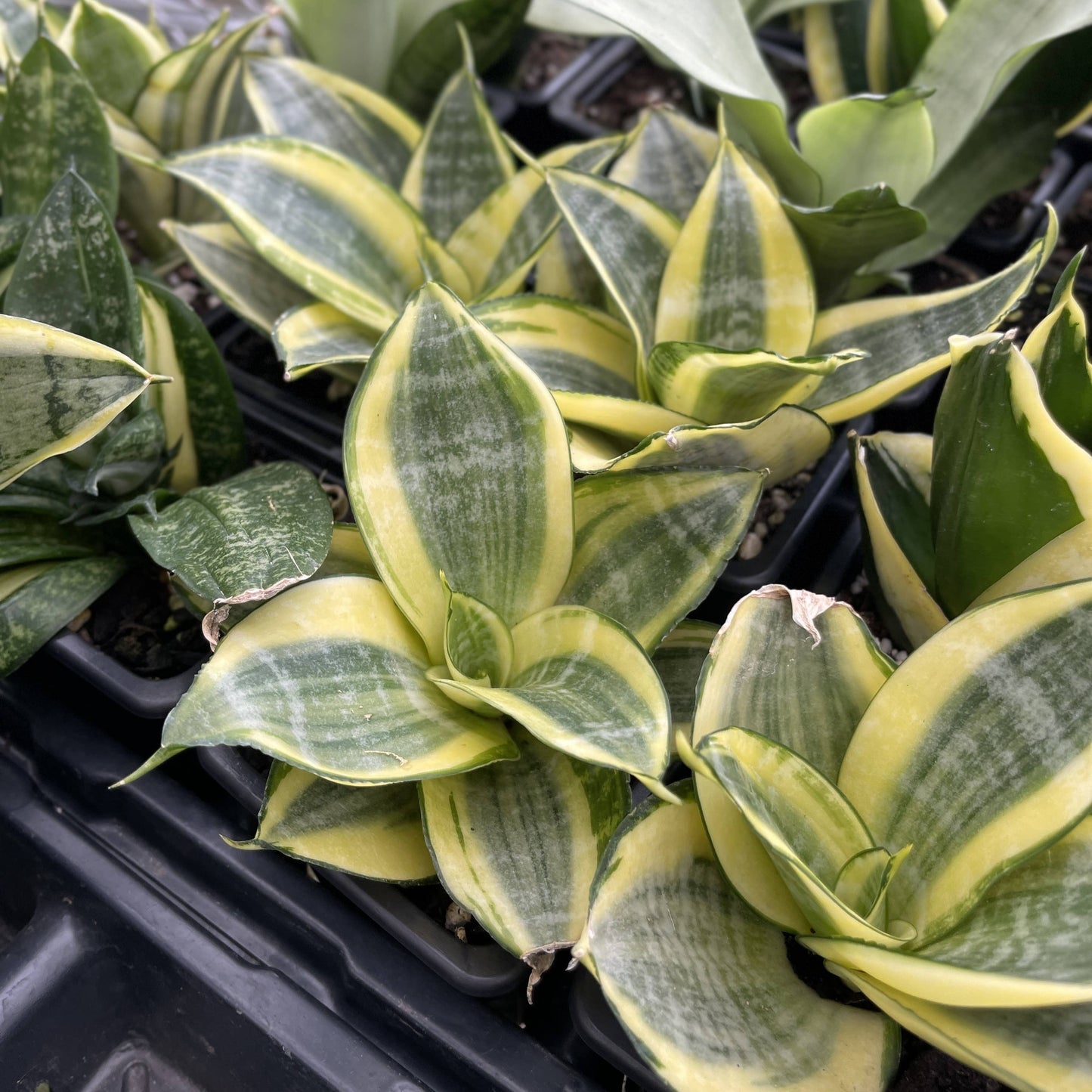 Bird's Nest Snake Plant - Live Plant - Assorted Varieties