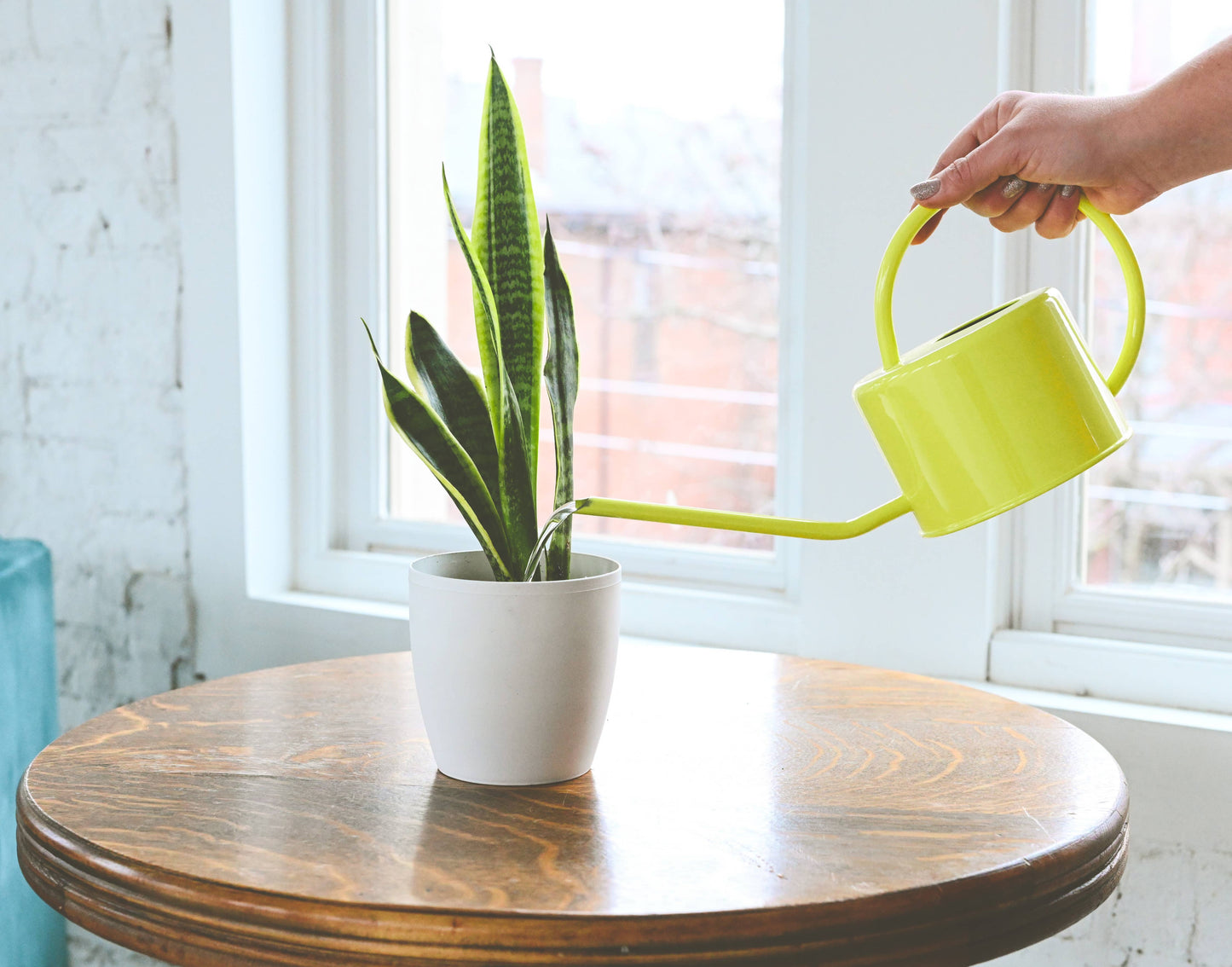 Snake 'Laurentii', Variegated Snake Plant - Live Plant