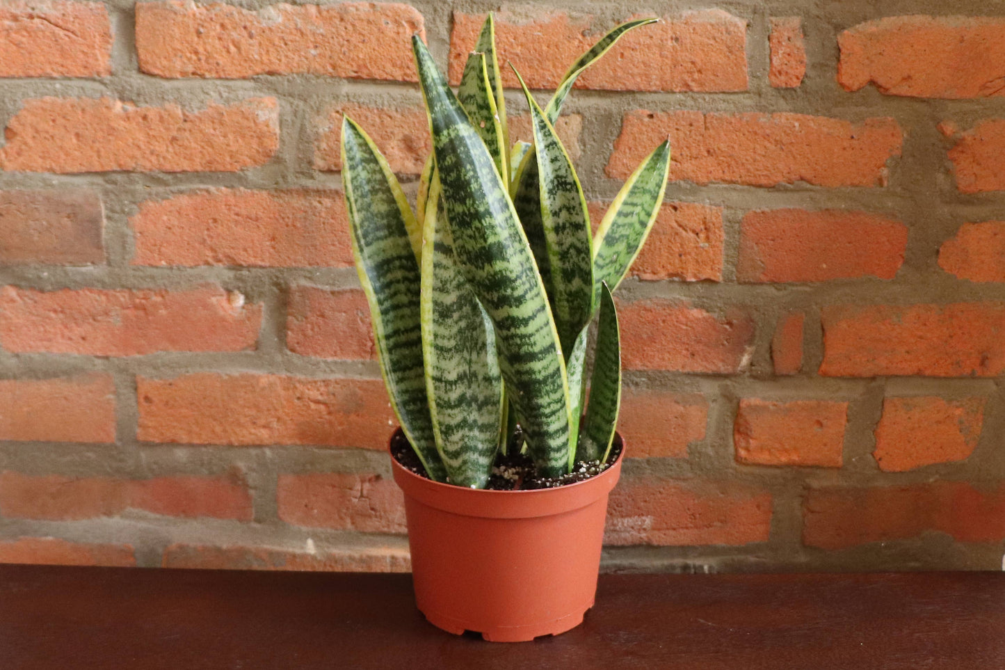Snake 'Laurentii', Variegated Snake Plant - Live Plant