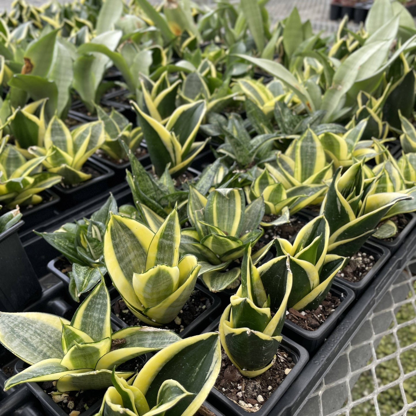 Bird's Nest Snake Plant - Live Plant - Assorted Varieties