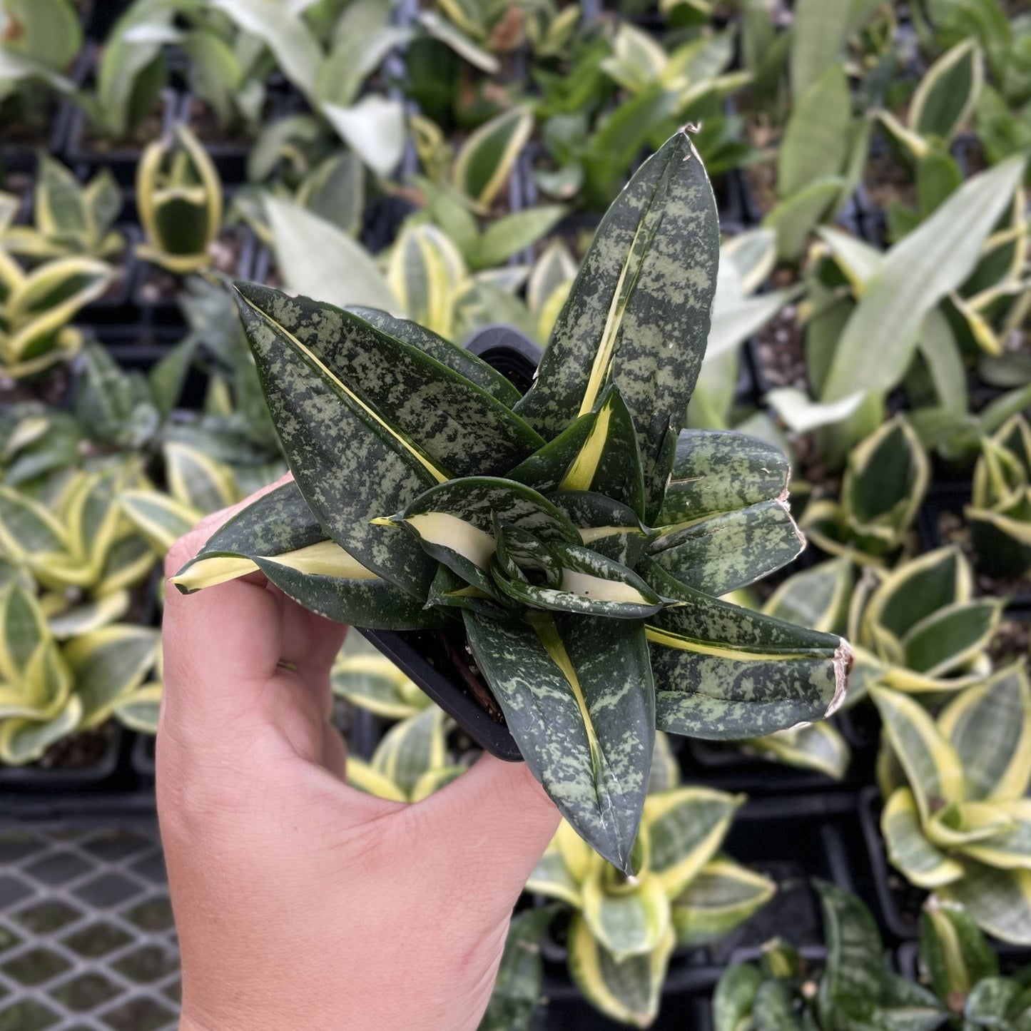 Bird's Nest Snake Plant - Live Plant - Assorted Varieties