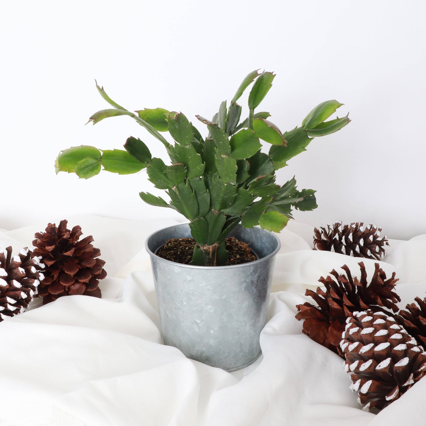 Holiday Cactus - 4" Live Plant