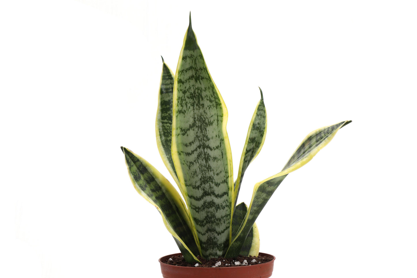 Snake 'Laurentii', Variegated Snake Plant - Live Plant