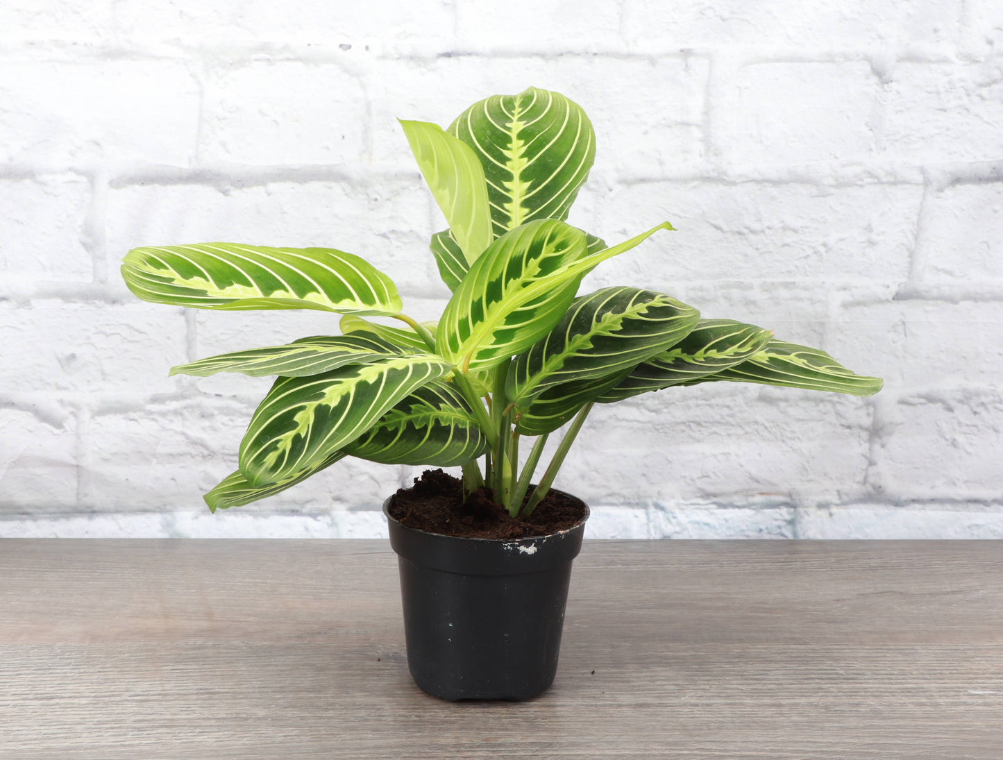 Lemon Lime Prayer Plant - Live Plant