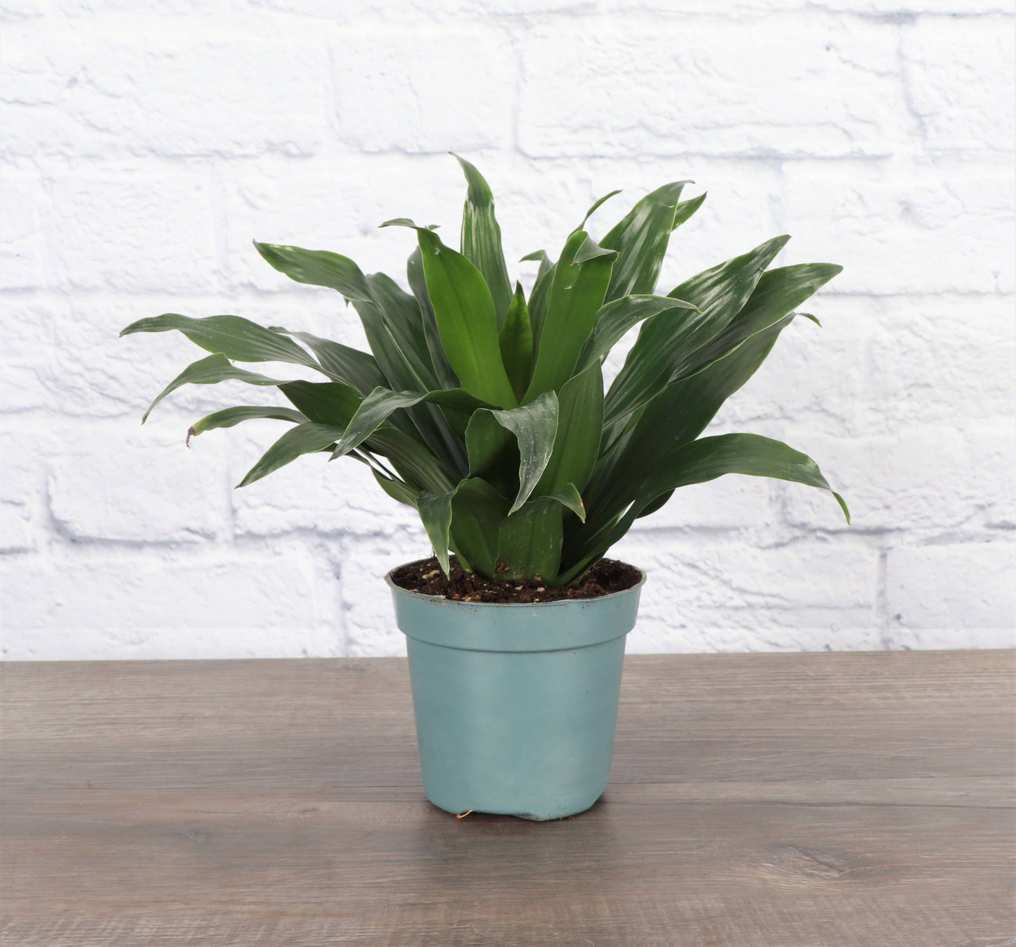 Janet Craig Compacta Dracaena - Live Plant