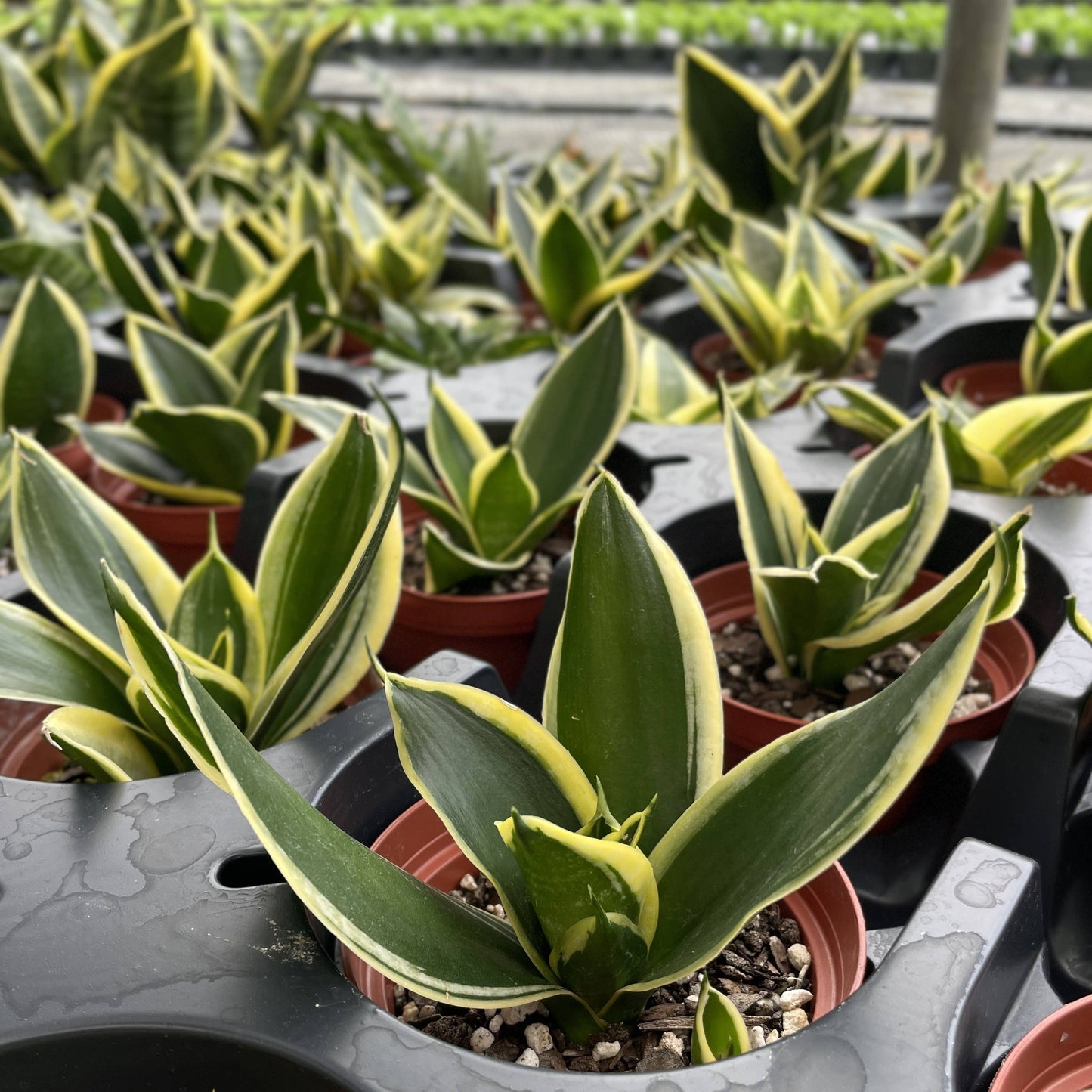 Bird's Nest Snake Plant - Live Plant - Assorted Varieties