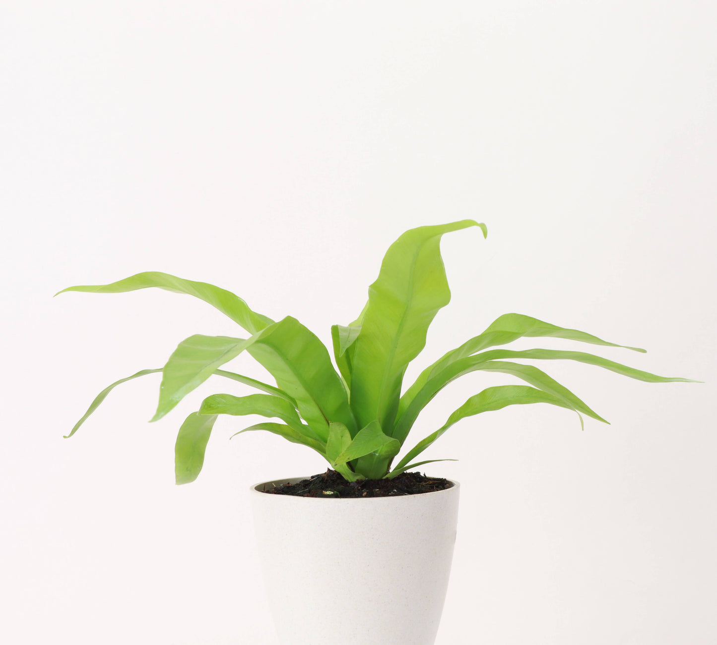 Bird's-Nest Fern - Live Plant