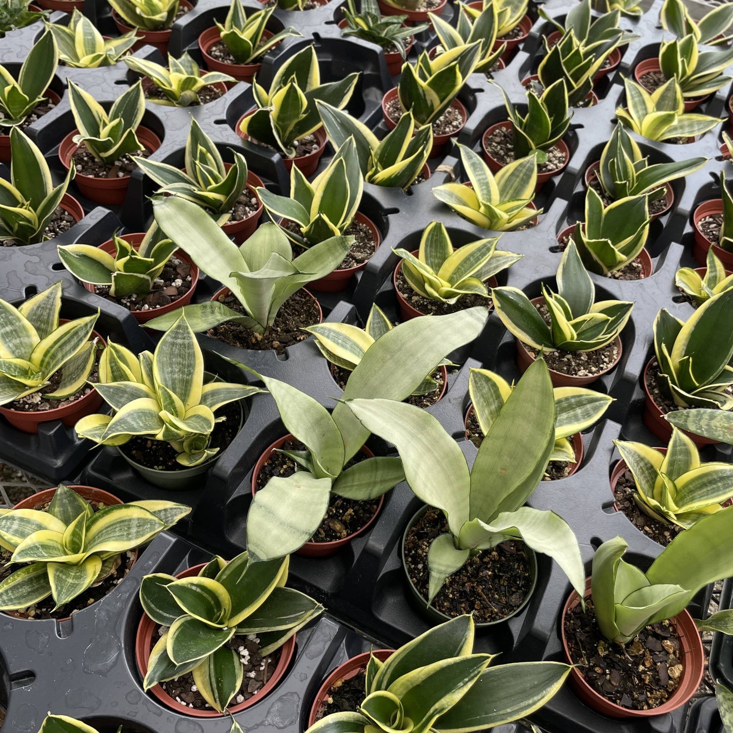 Bird's Nest Snake Plant - Live Plant - Assorted Varieties