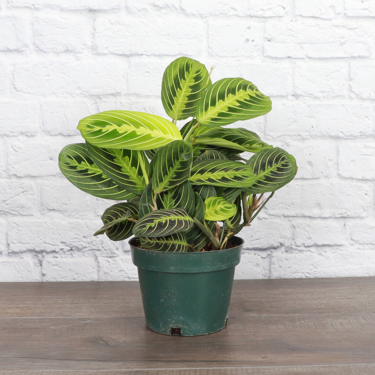 Lemon Lime Prayer Plant - Live Plant