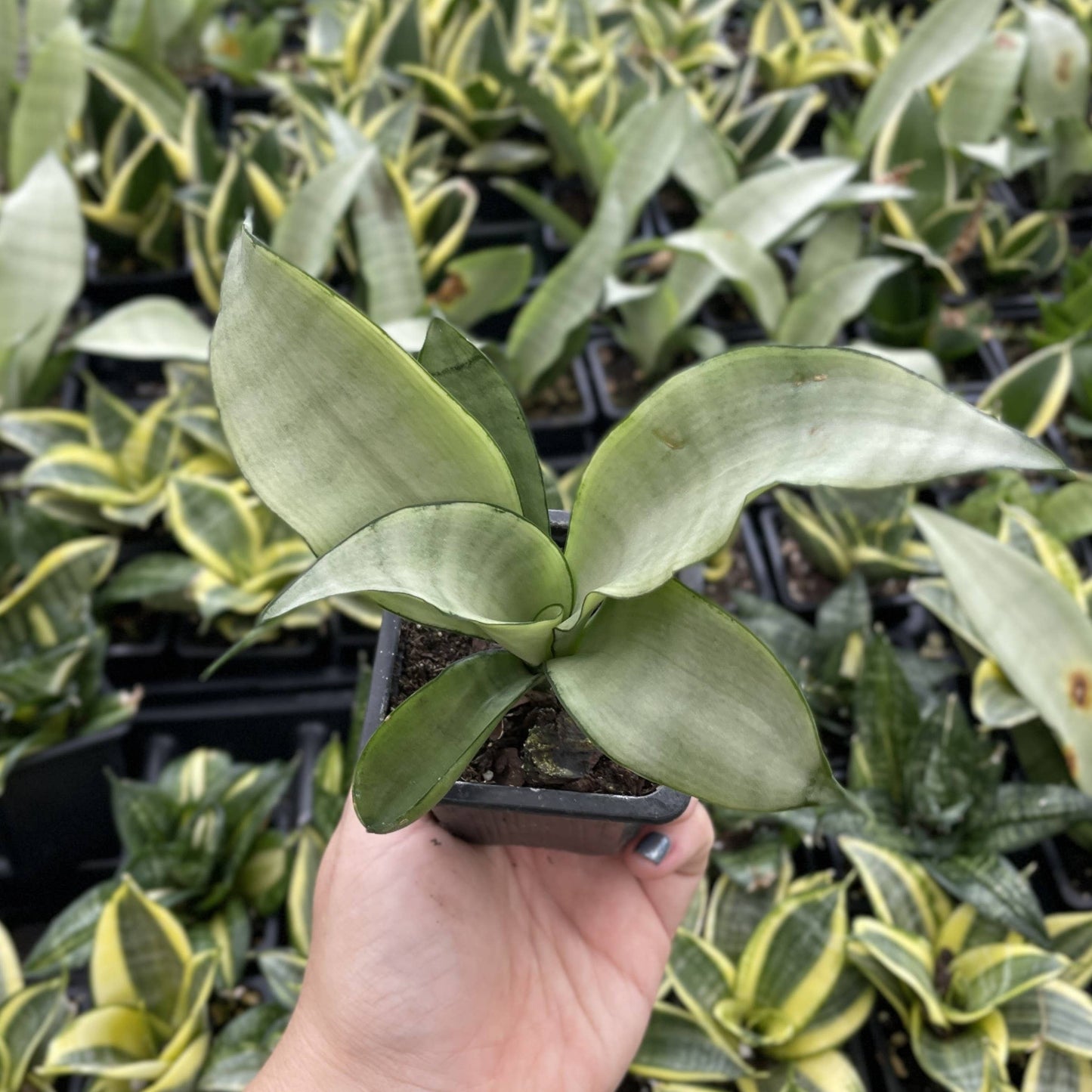 Bird's Nest Snake Plant - Live Plant - Assorted Varieties