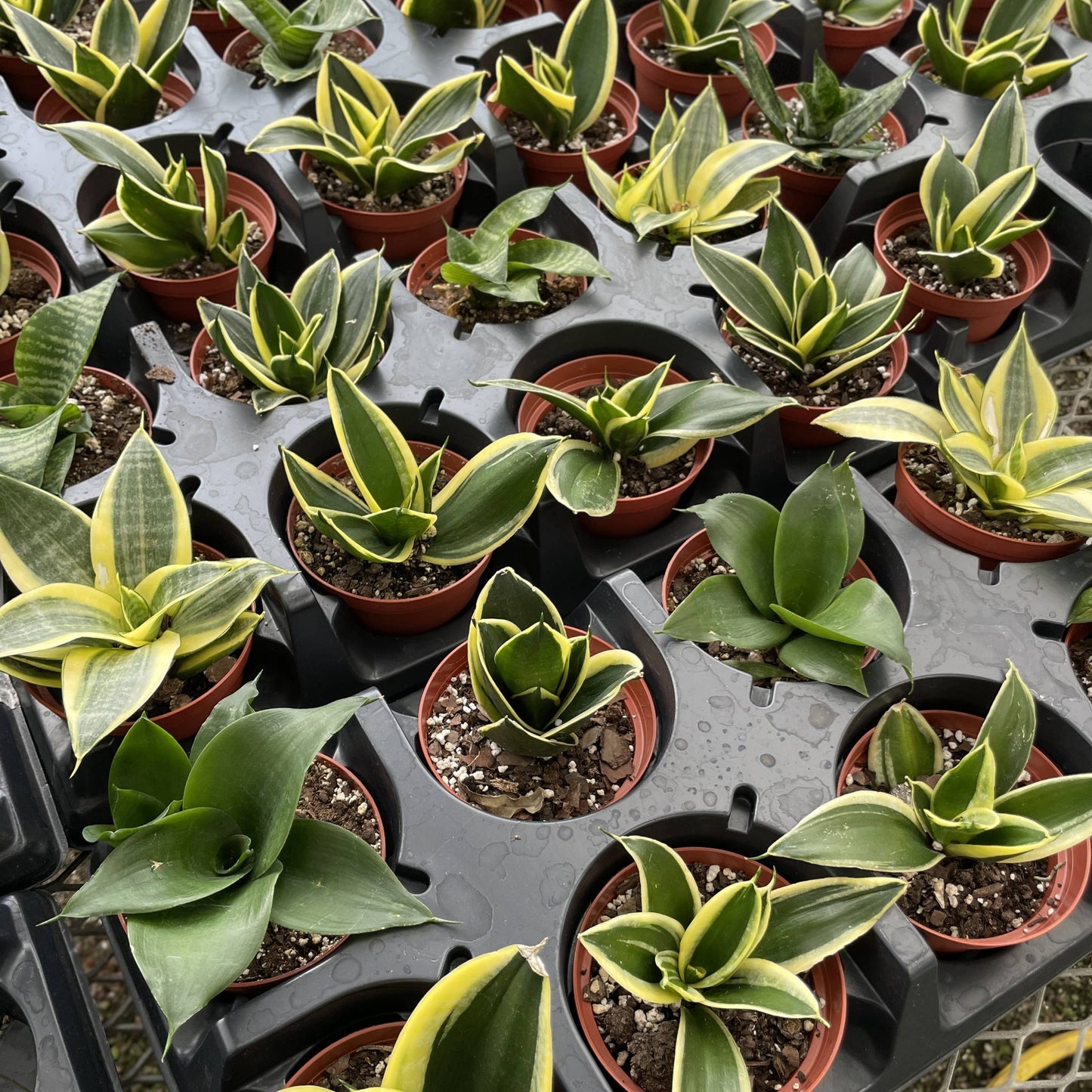 Bird's Nest Snake Plant - Live Plant - Assorted Varieties