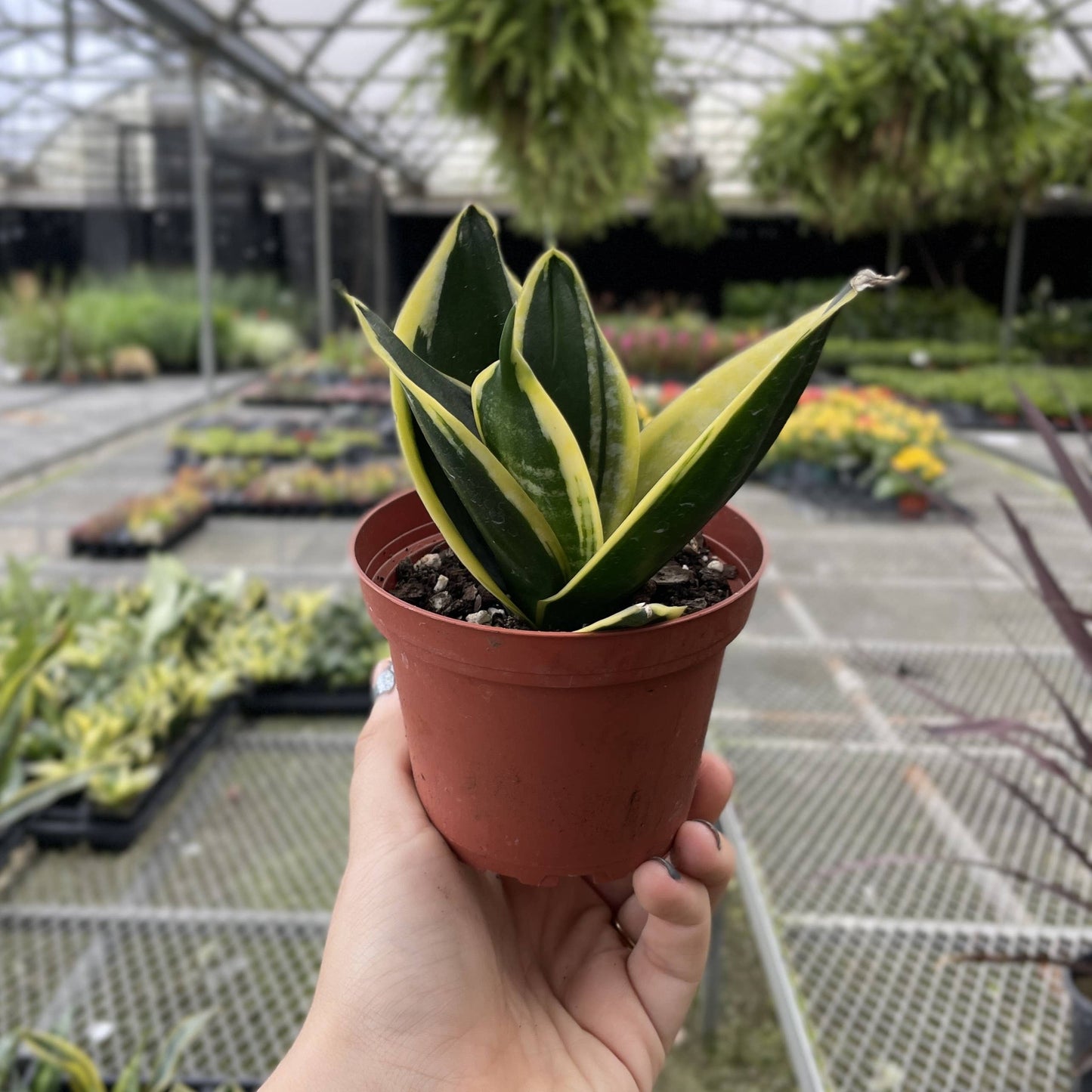 Bird's Nest Snake Plant - Live Plant - Assorted Varieties
