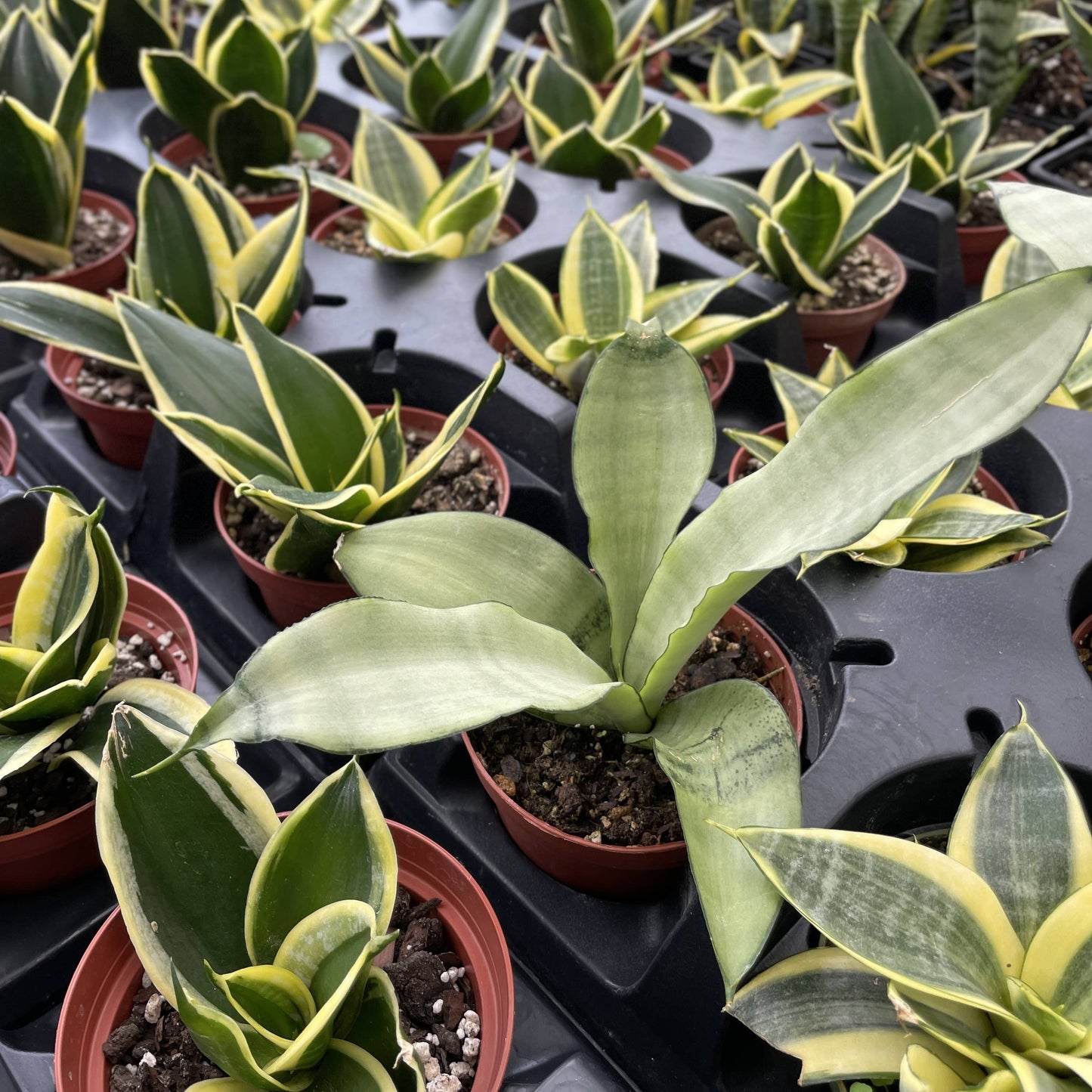 Bird's Nest Snake Plant - Live Plant - Assorted Varieties
