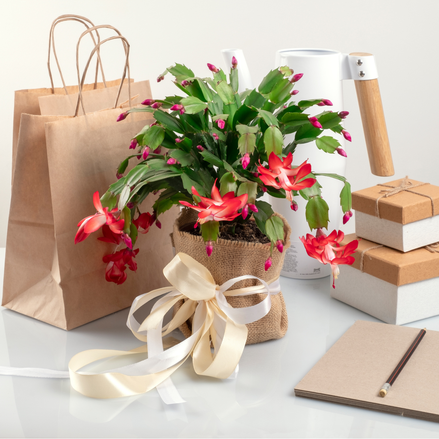 Holiday Cactus - 4" Live Plant