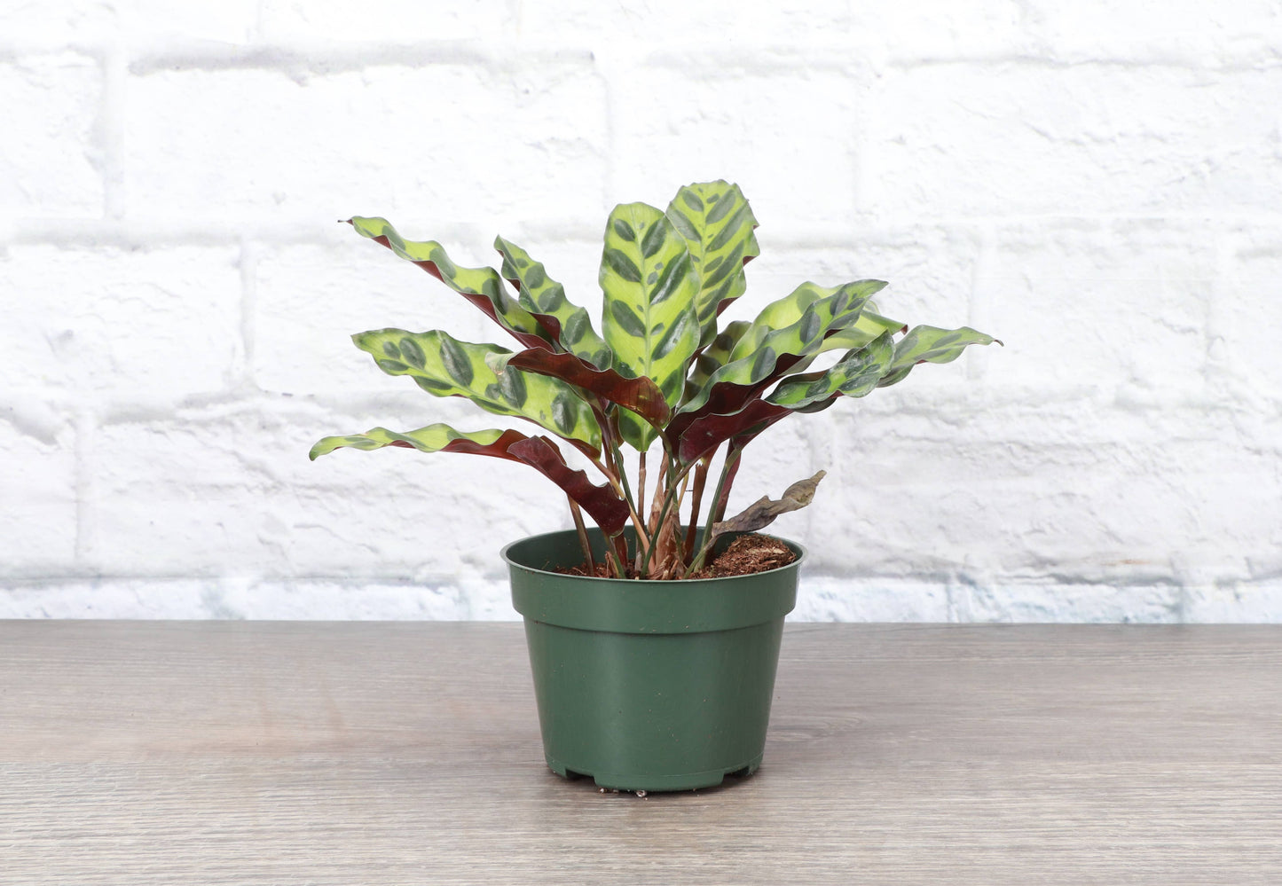 Calathea Rattlesnake - Live Plant