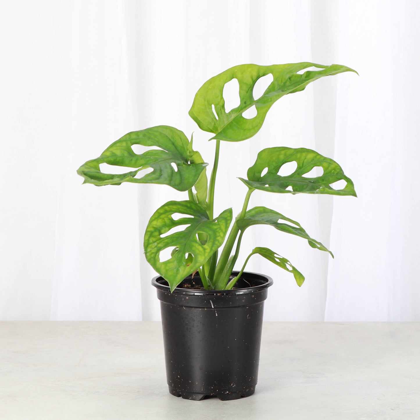 Swiss Cheese Plant, Monstera Adansonii - Live Plant