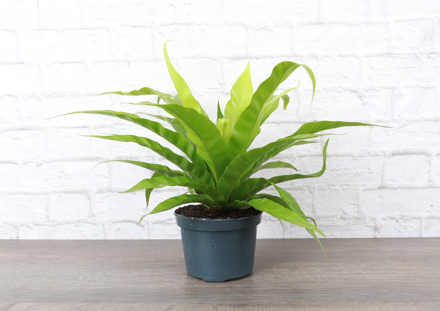 Bird's-Nest Fern - Live Plant