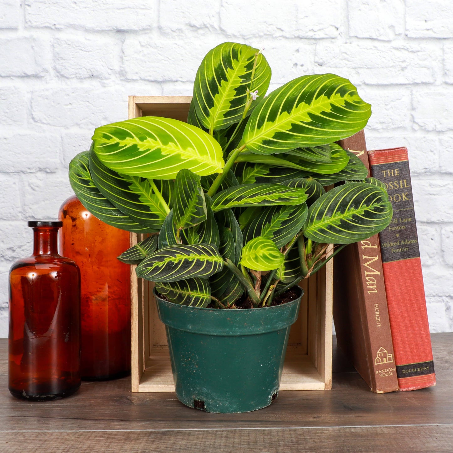 Lemon Lime Prayer Plant - Live Plant