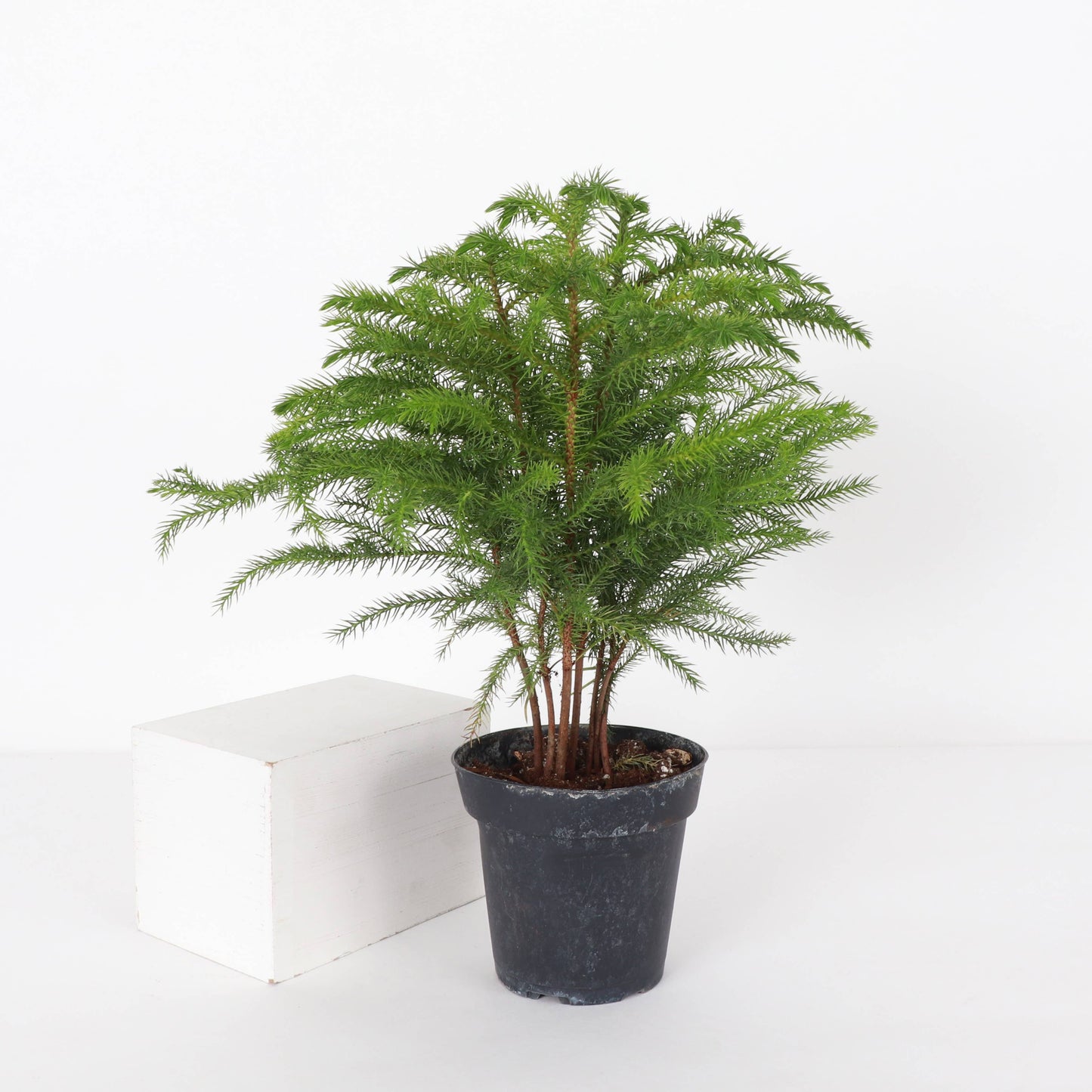 Norfolk Island Pine -  Live Plant