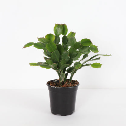 Holiday Cactus - 4" Live Plant
