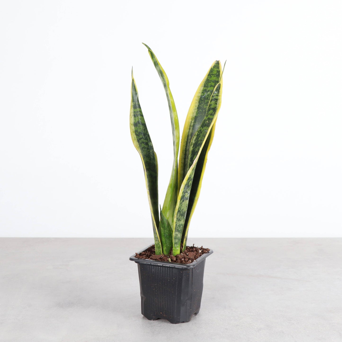 Snake 'Laurentii', Variegated Snake Plant - Live Plant