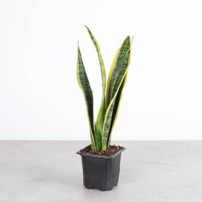 Snake 'Laurentii', Variegated Snake Plant - Live Plant
