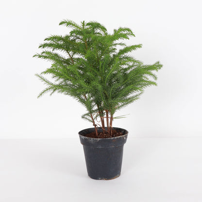 Norfolk Island Pine -  Live Plant