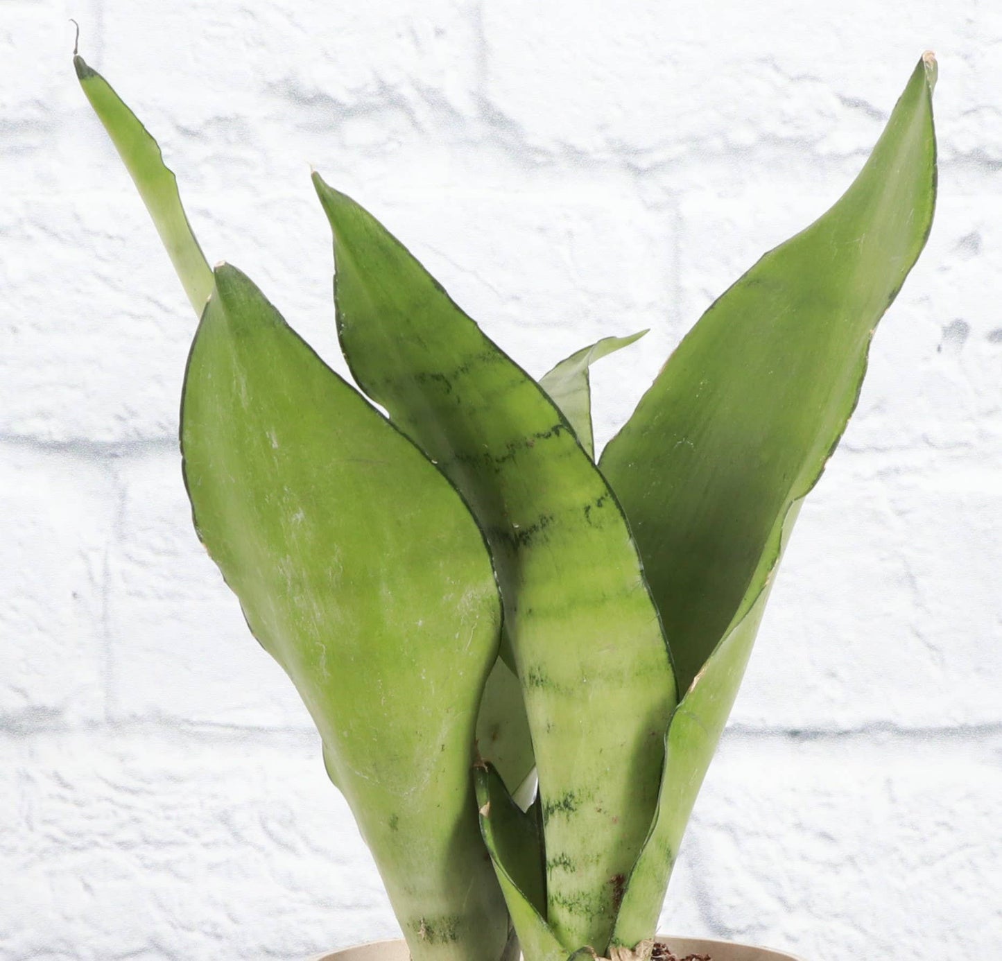 Moonshine Snake Plant - Live Plant