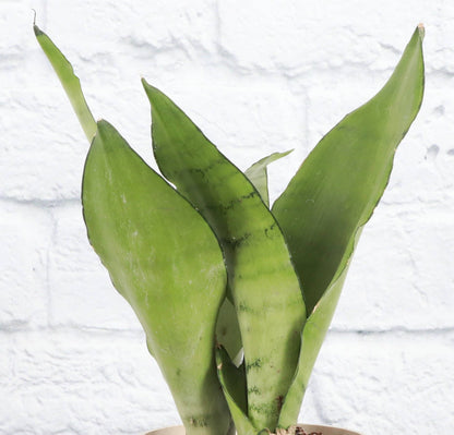 Moonshine Snake Plant - Live Plant