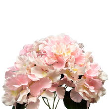 Cypress Garden Hydrangea Bush x 5 -19” - Lt. Pink