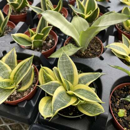 Bird's Nest Snake Plant - Live Plant - Assorted Varieties