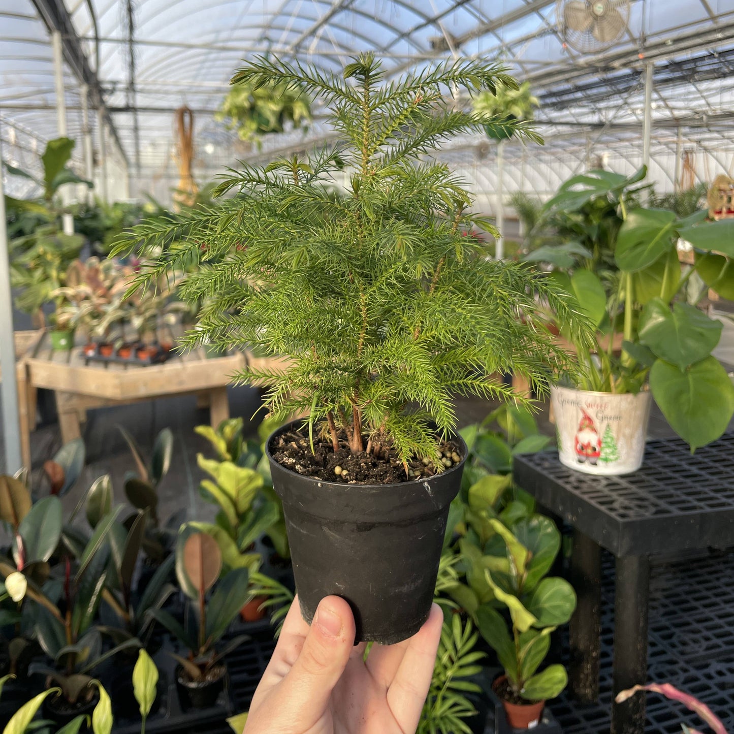 Norfolk Island Pine -  Live Plant