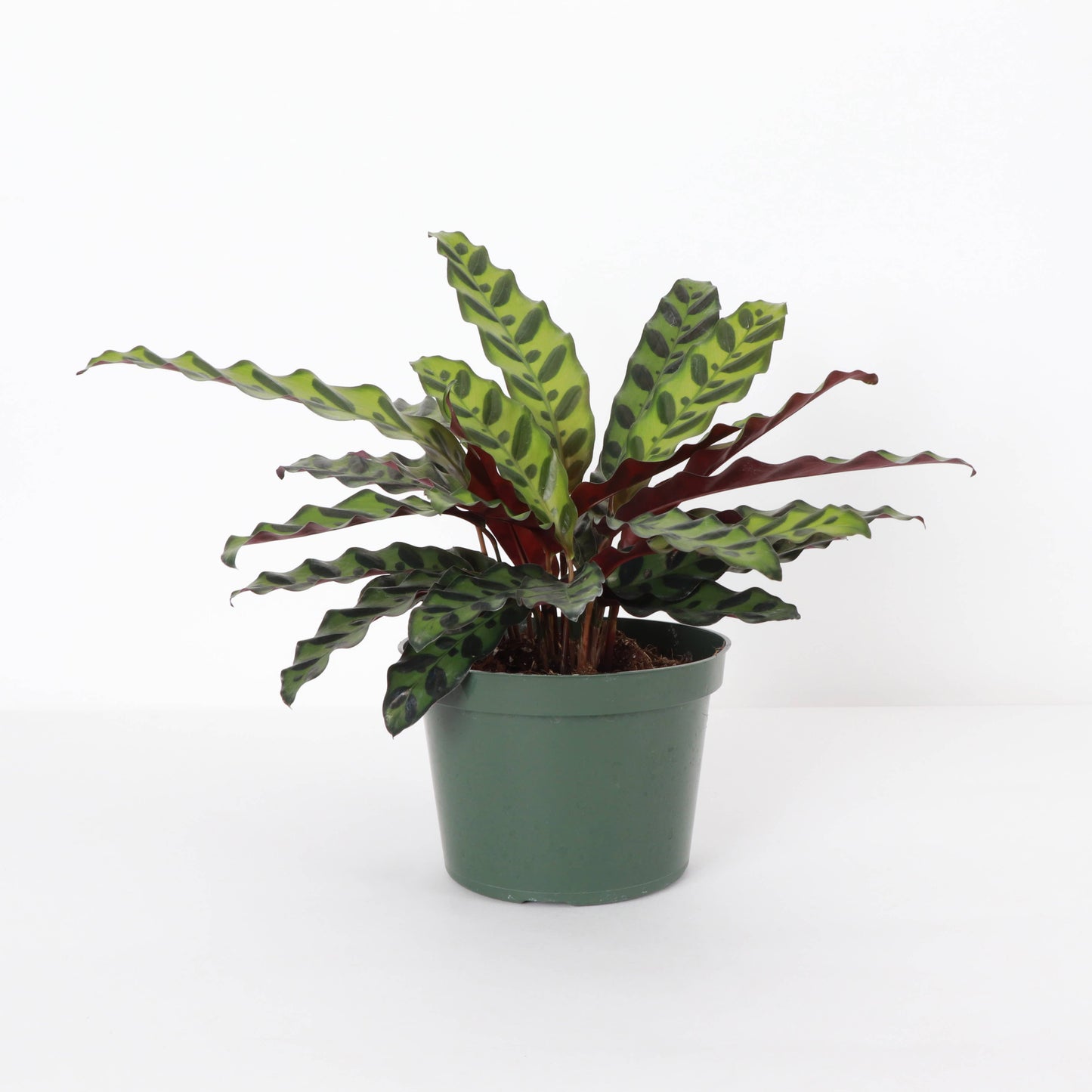 Calathea Rattlesnake - Live Plant