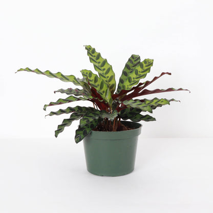 Calathea Rattlesnake - Live Plant