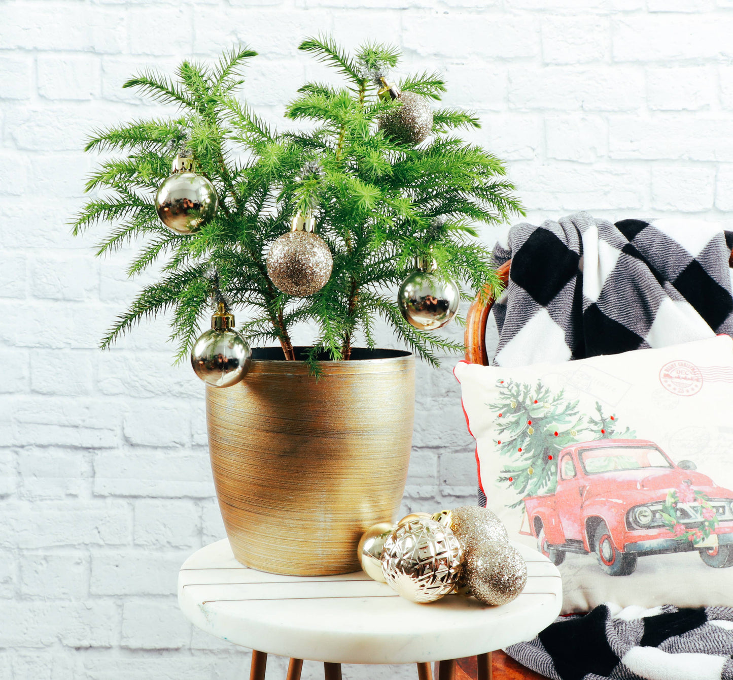 Norfolk Island Pine -  Live Plant