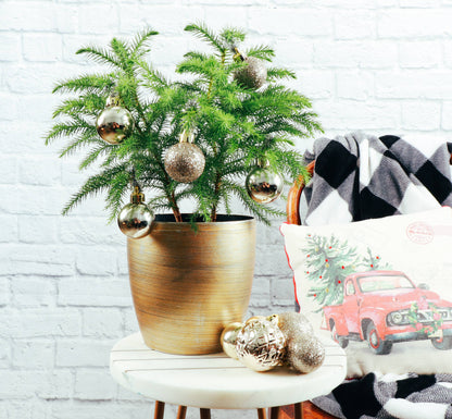 Norfolk Island Pine -  Live Plant