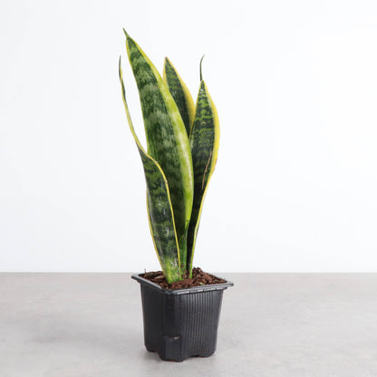 Snake 'Laurentii', Variegated Snake Plant - Live Plant