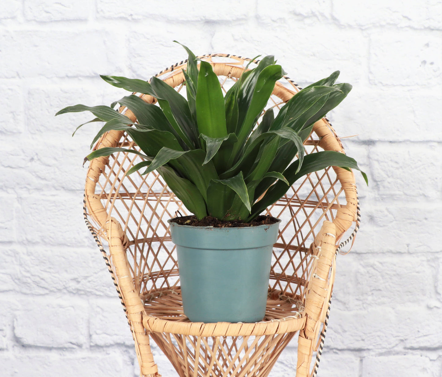 Janet Craig Compacta Dracaena - Live Plant