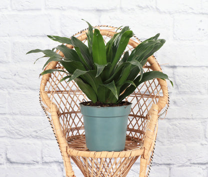 Janet Craig Compacta Dracaena - Live Plant