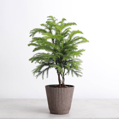 4" Decorative Ruffled Pot for Plants